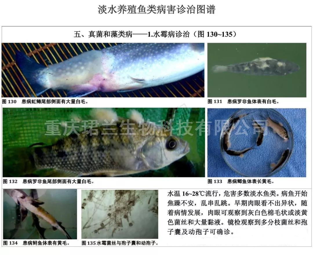 常見(jiàn)淡水養(yǎng)殖魚(yú)類病害圖及防治技術(shù)