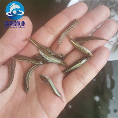 魚(yú)類養(yǎng)殖技術(shù) 科學(xué)管理與可持續(xù)發(fā)展