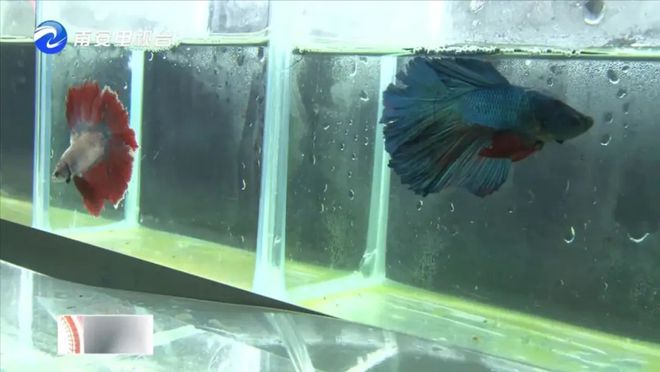 90后小伙的“斗魚”夢(mèng) 從南安到全國，以科技“游”出泰國斗魚養(yǎng)殖新天地